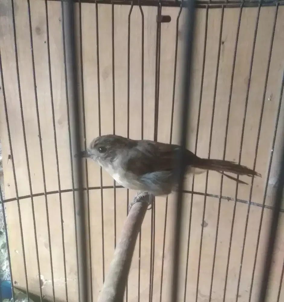 Burung Flamboyan rajin