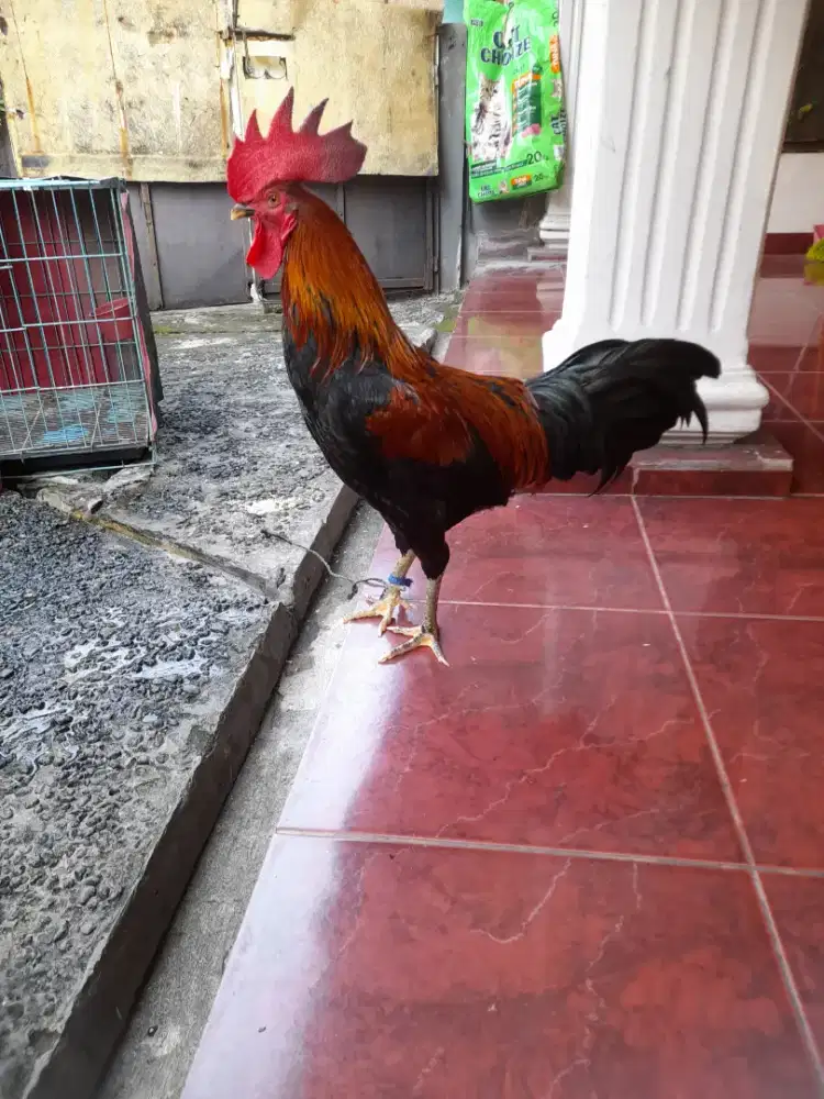 Ayam jago jantan kampung plus kandang