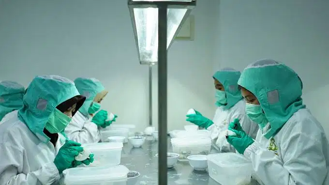 LOWONGAN WANITA POSISI CABUT SARANG WALET