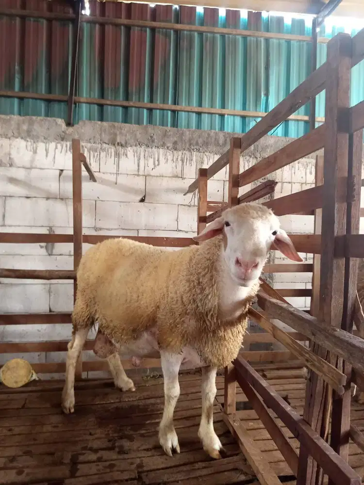 JUAL BORONGAN 17 EKOR KAMBING CROSS TEXEL