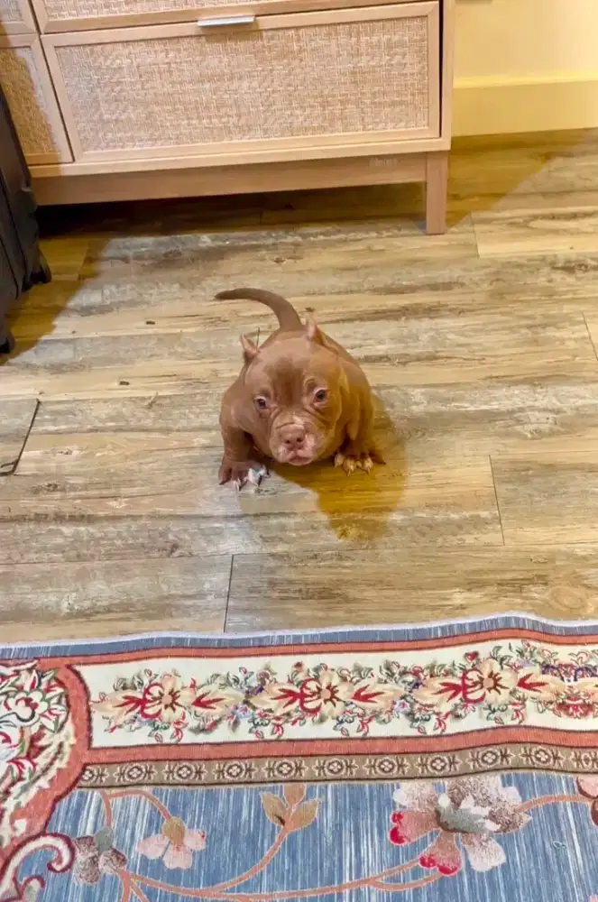 American bully micro