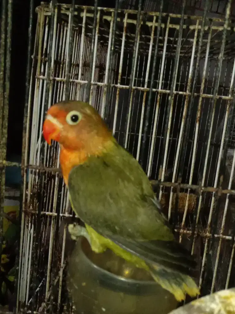 LOVEBIRD BALIBU USIA 2 BULAN