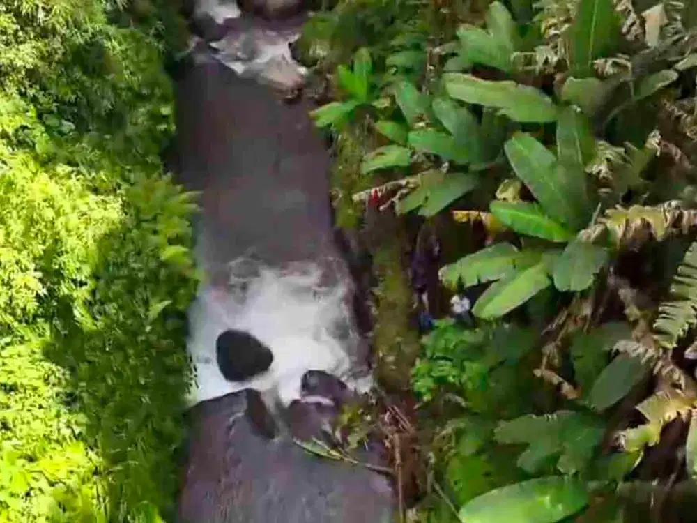 Tanah Riverside Buahan Ubud 500 mtr Hanging Garden hotel - Thumbnail 3