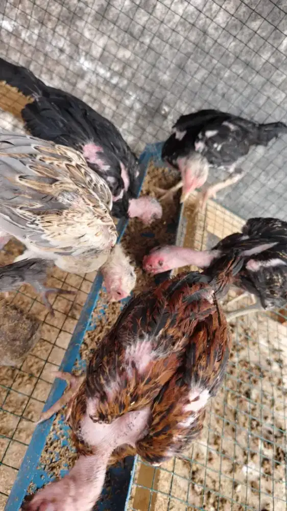 Ayam kualitas nilai aja