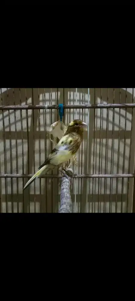 BURUNG KENARI AF