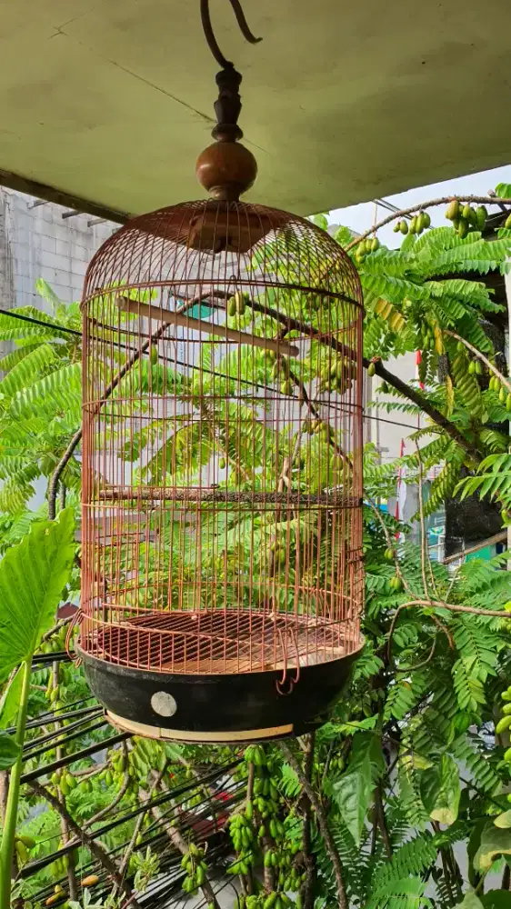 Kandang lovebird kapsul