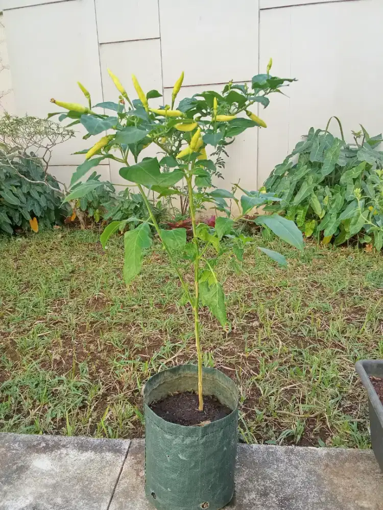 Bibit tanaman cabe rawit merah