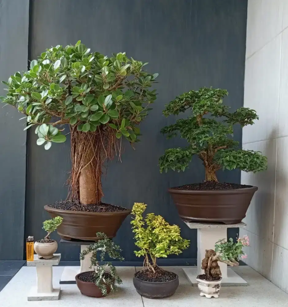 Bonsai cantik Murmer ada 6 pohon