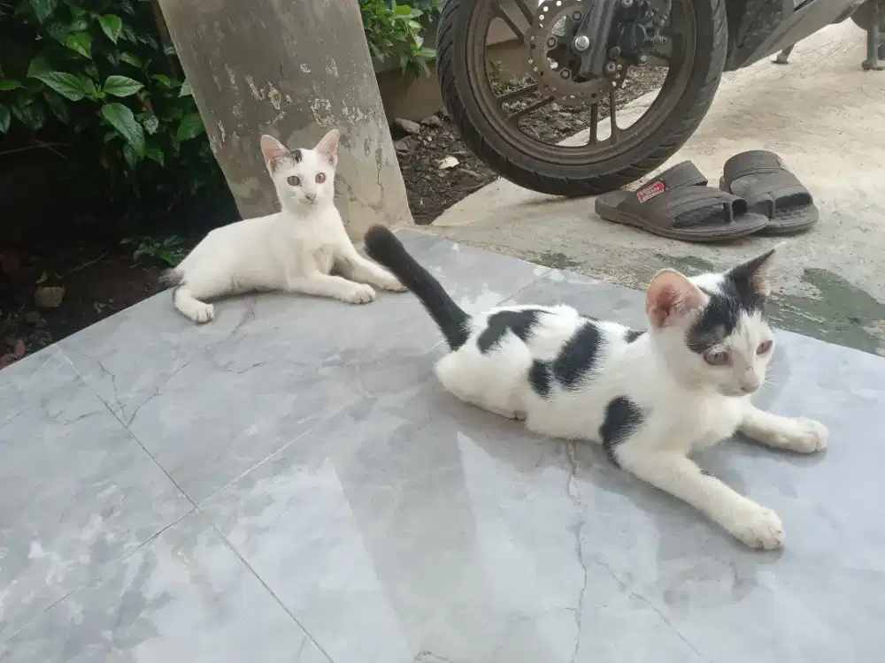 KITTEN JANTAN  MIXDOME