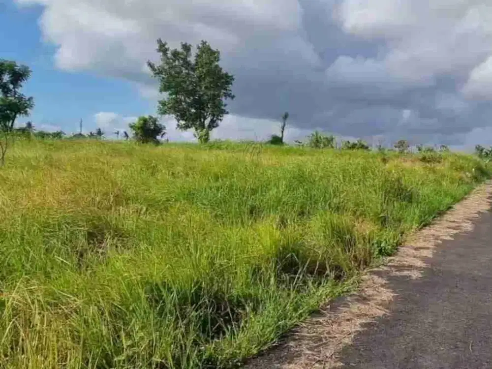 DI JUAL TANAH 400m² VIEW SAWAH DEKAT PANTAI SESEH - Thumbnail 3
