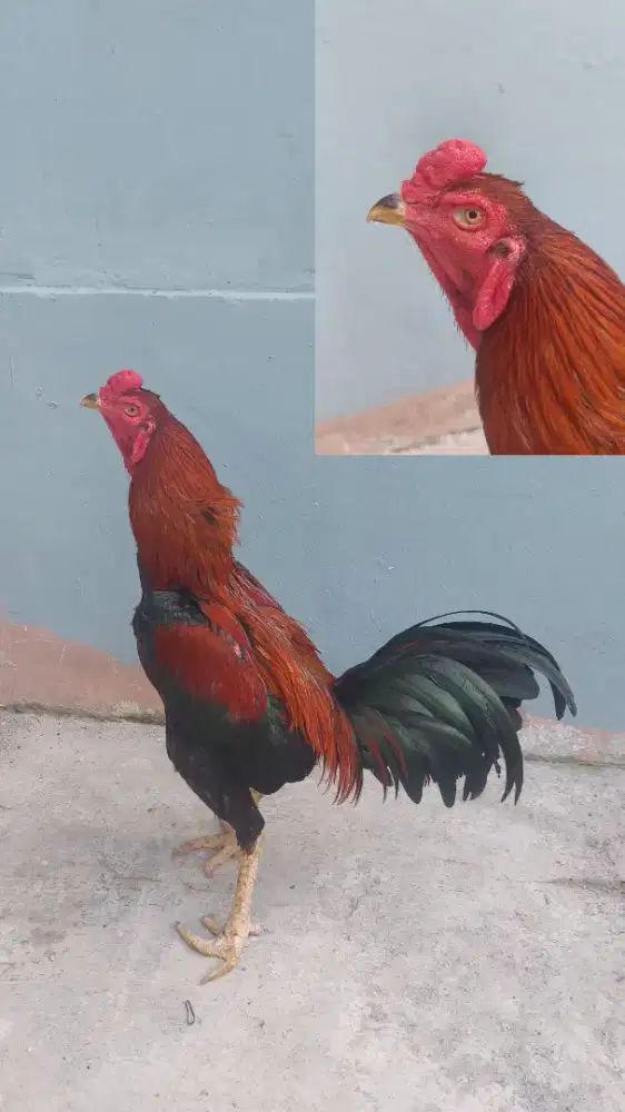 Ayam bangkok klasik