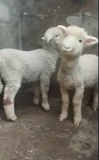 3 pasang anakan domba merino super 3 jantan 3 betina 4 bulanan exotik