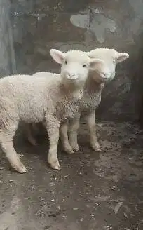 3 pasang anakan domba merino super 3 jantan 3 betina 4 bulanan exotik