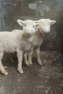 3 pasang bibit domba merino super 4 bln 3 jantan 3 betina unggulan top
