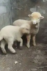 sepasang anakan cempe domba merino 4 bln 1 jantan 1 betina super puas