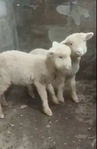 3 pasang anakan cempe domba merino 4 bln 3 jantan 3 betina super puas
