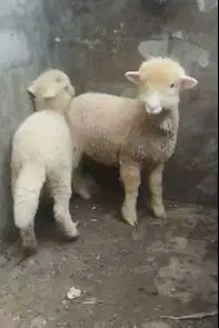 3 pasang anakan cempe domba merino 4 bln 3 jantan 3 betina super unik