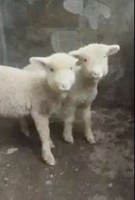 sepasang anakan cempe domba merino 4 bln 1 jantan 1 betina super unik