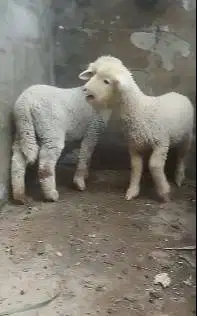sepasang anakan cempe domba merino 4 bln 1 jantan 1 betina super unik