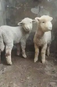 sepasang anakan domba merino super 4 bln 1 jantan 1 betina exotik unik