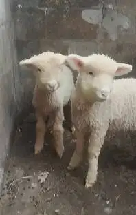 3 pasang anakan domba merino super 4 bln 3 jantan 3 betina exotik unik