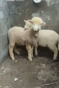 3 ekor anakan domba merino superan 4 bln 3 jantan 3 betina exotik unik
