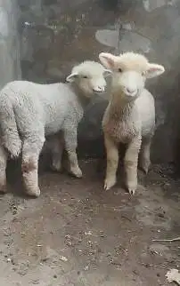 3 ekor anakan domba merino superan 4 bln 3 jantan 3 betina exotik unik