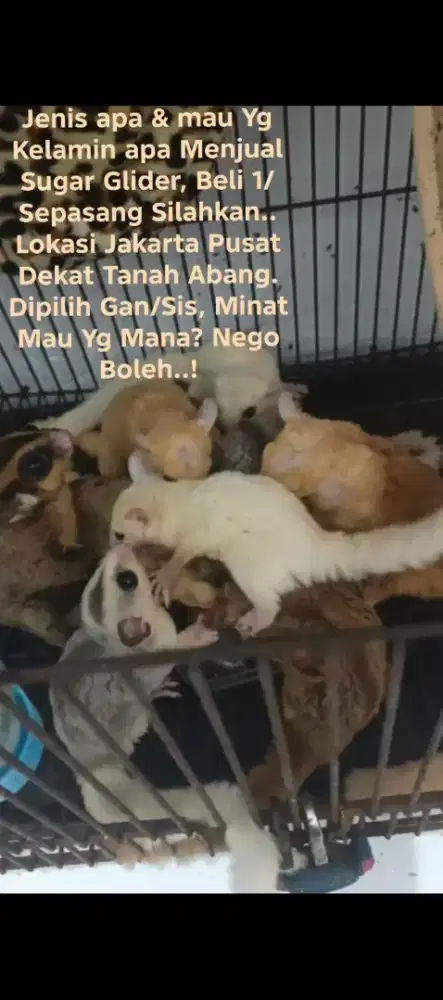 Sugar Glider All Jenis-jenis & All Motif/Coraknya. Boleh Nego Agan/Sis