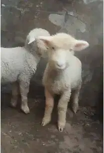 3 pasang domba cempe bibit merino 4 bln 3 jantan 3 betina super unggul