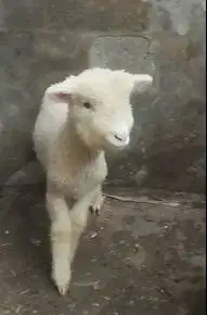 3 pasang domba cempe bibit merino 4 bln 3 jantan 3 betina super unggul