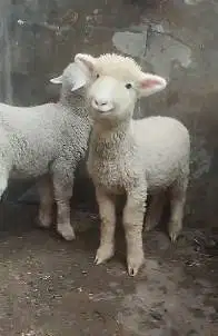 3 pasang anakan cempe domba merino 4 bln 3 jantan 3 betina super puas