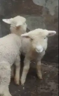 3 pasang anakan cempe domba merino 4 bln 3 jantan 3 betina super puas
