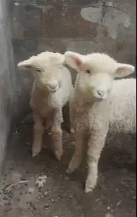 3 pasang anakan cempe domba merino super 4 bln 3 jantan 3 betina unik