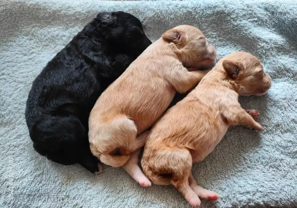 Jual toy Poodle betina