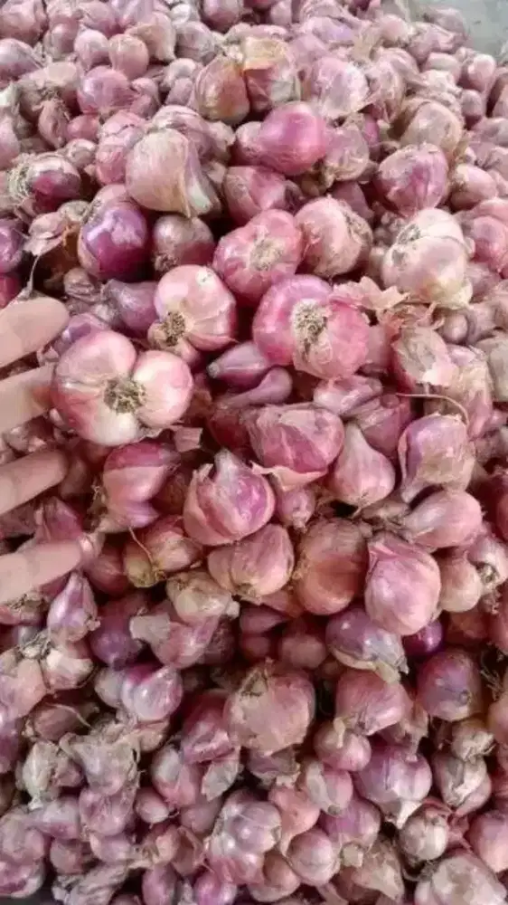 Jual bawang merah