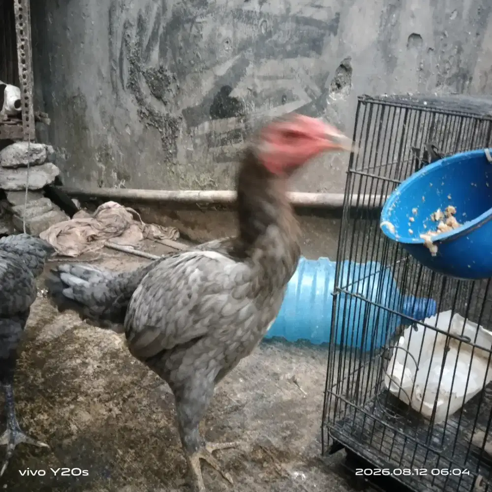 Ayam indukan mangon