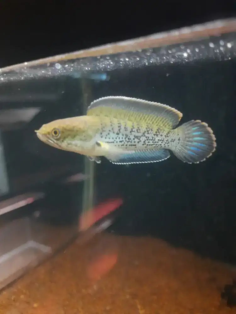 Channa stewarti ssb