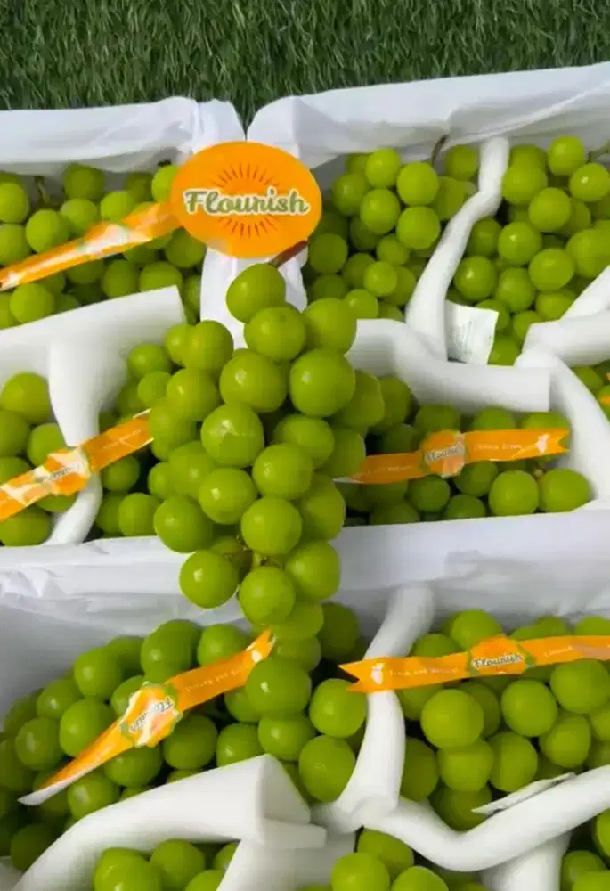 anggur muscat harga perkilo