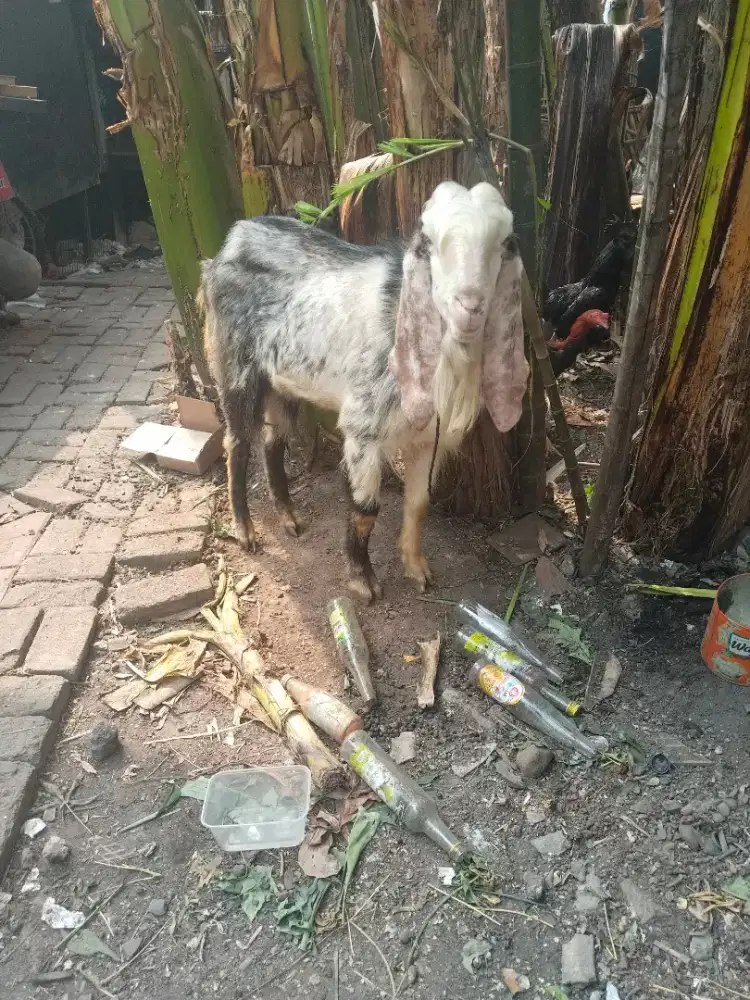 Kambing Bligon etawa dewasa jantan