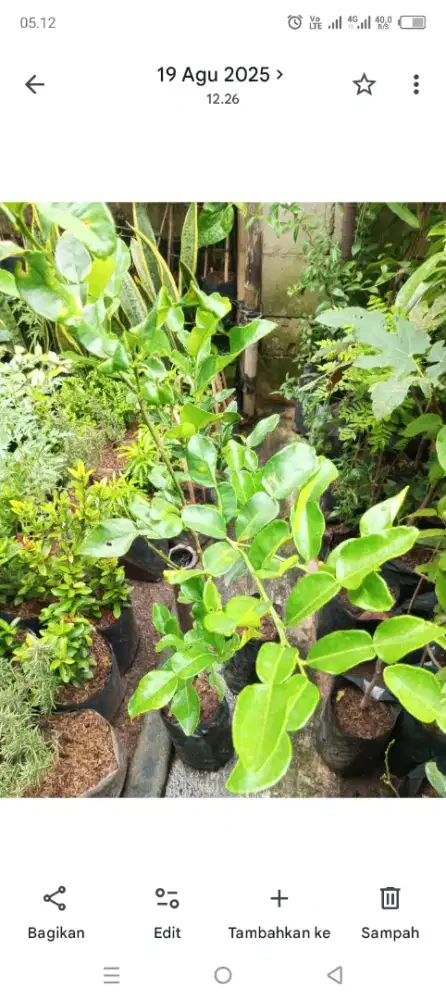 Jasa freelance tukang kebun,rawat tanaman dll
