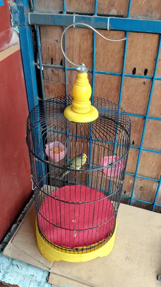 Burung Mozambik Gacor