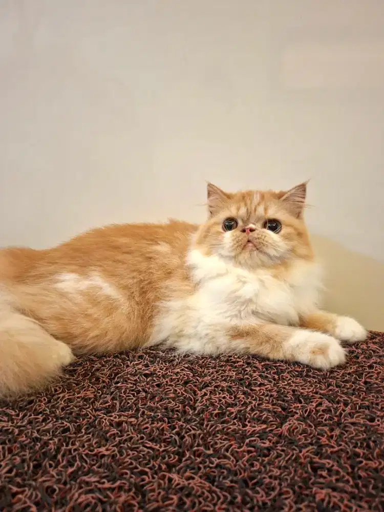 Kucing persia Betina flatnose