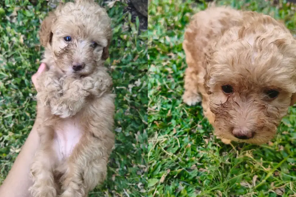 ADOPT ME! Teddy Bear Toy Poodle Gemoy