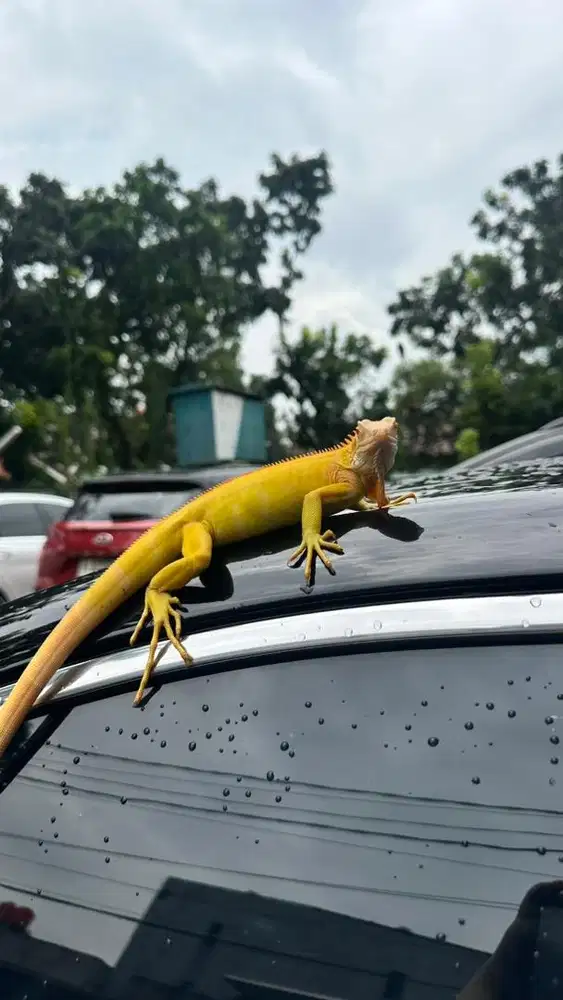 open adopt! Iguana