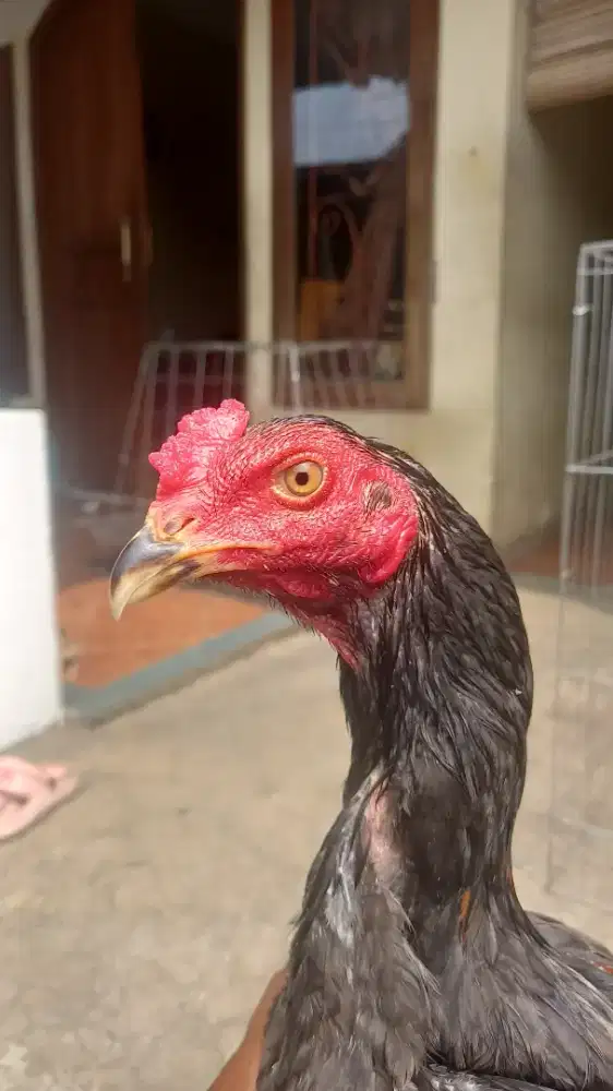 AYAM BK PRO.KWALITAS