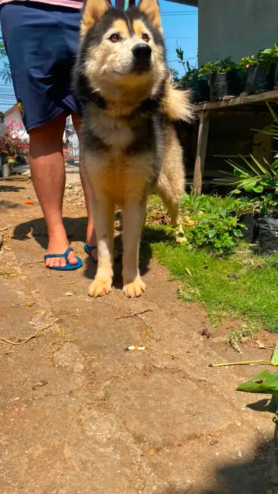 Anjing Husky Jantan