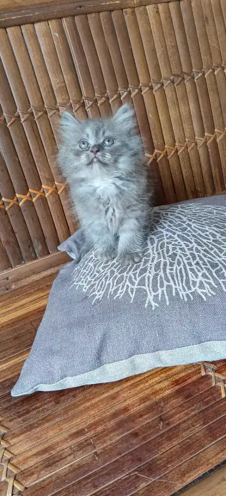 Kitten Persia abu jantan