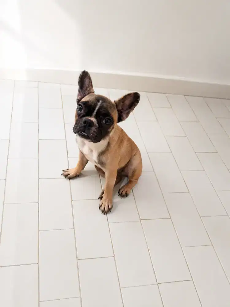 French Bulldog Mini