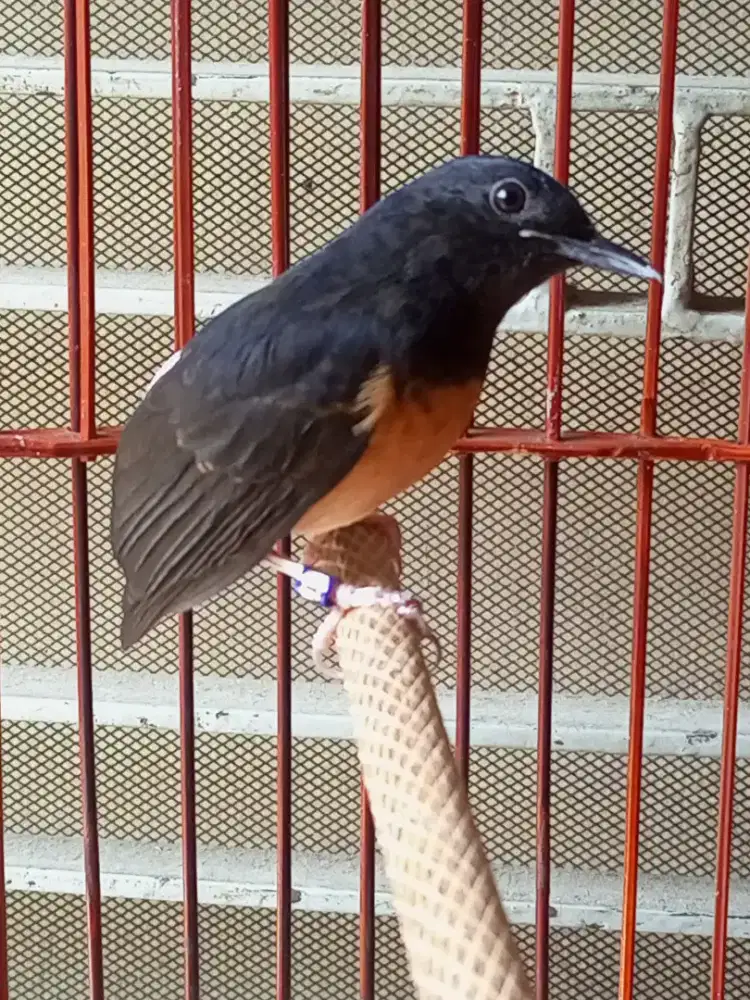 JUAL BURUNG MURAI