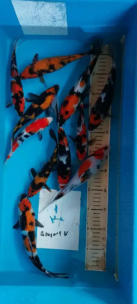 Ikan koi warna warni Cantik